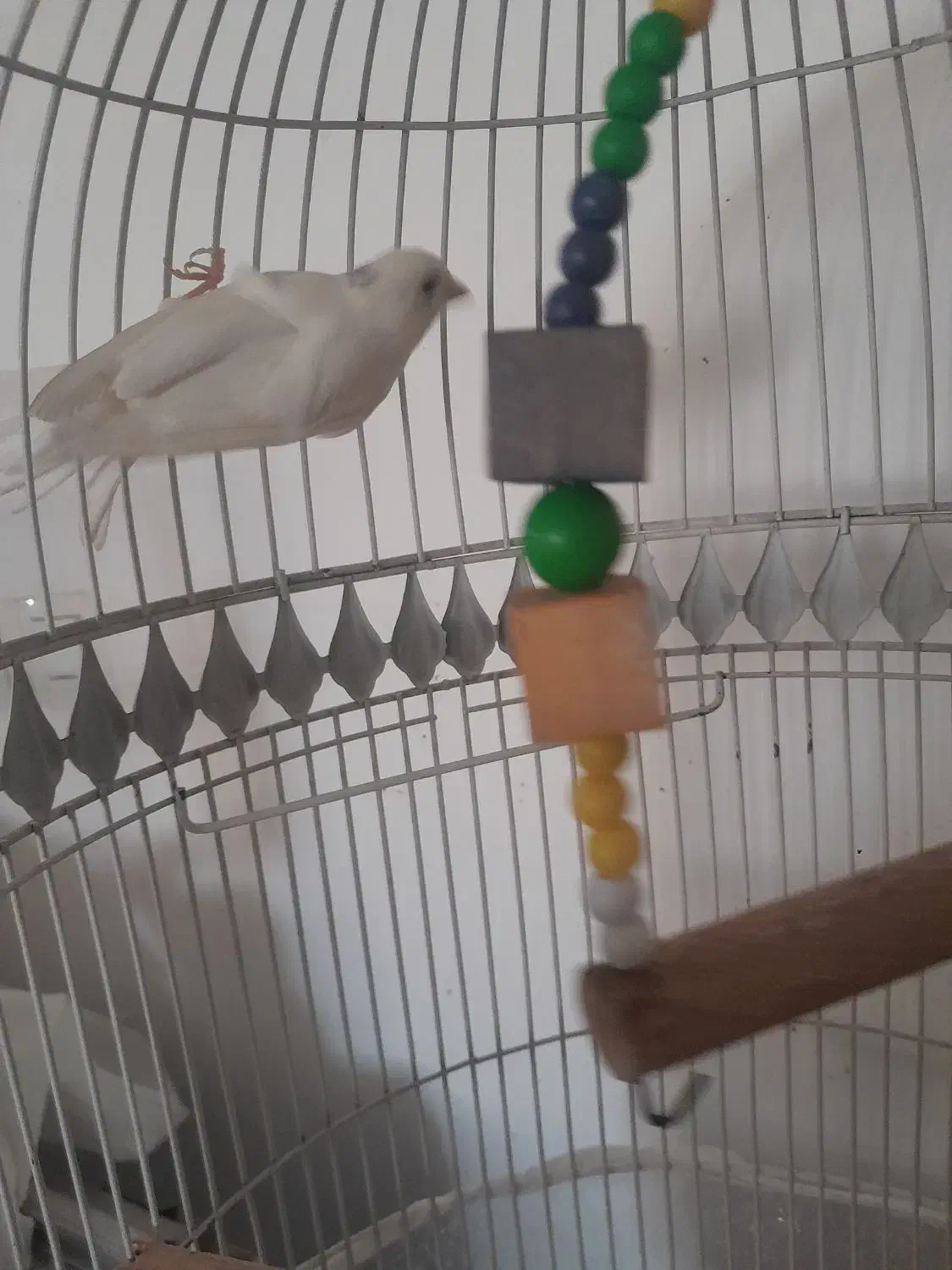 تعدادی قناری|پرنده|شیروان (خراسان), |دیوار