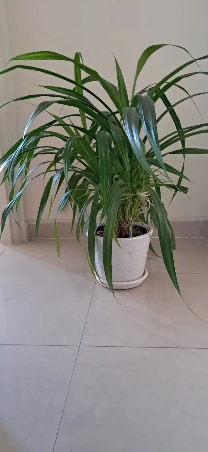 گل با گلدان|گل و گیاه طبیعی|تهران, وردآورد|دیوار