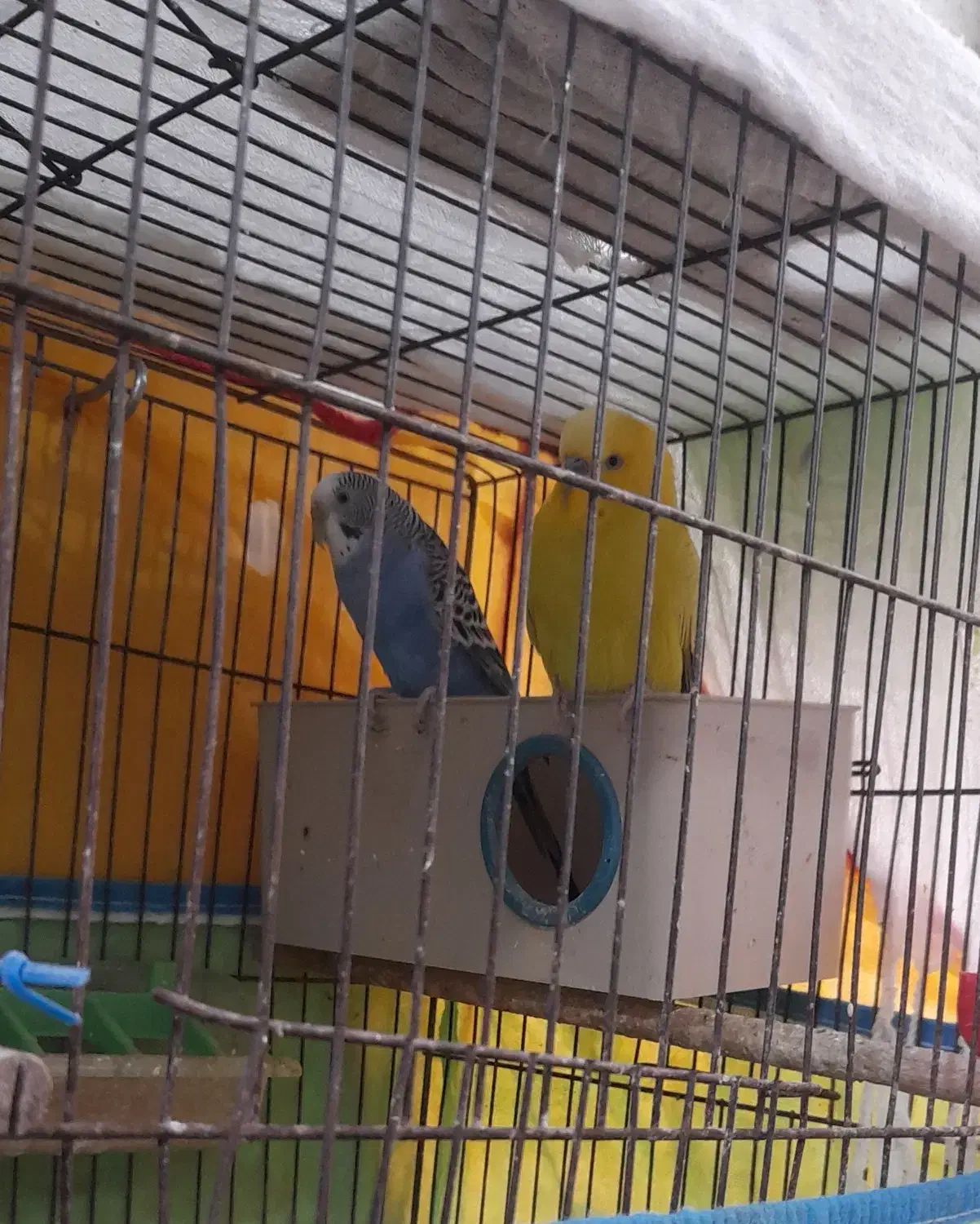 مرغ عشق|پرنده|بوشهر, |دیوار