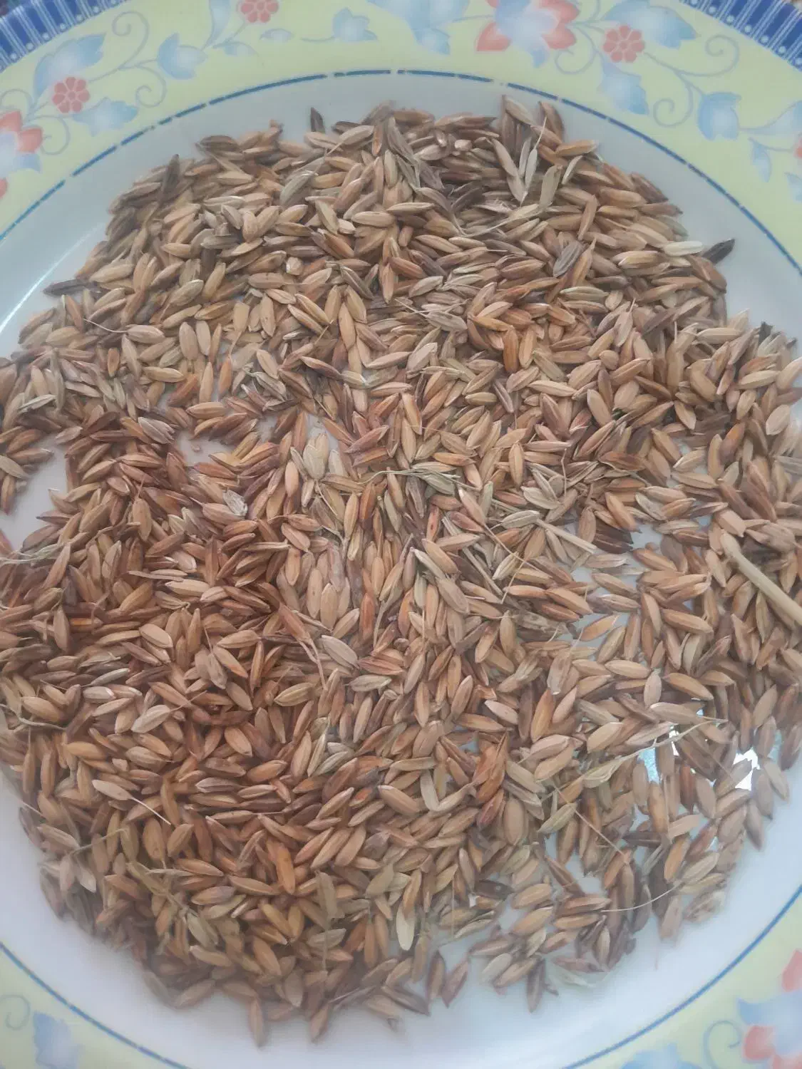 شلتوک|عمده‌فروشی|شوشتر, |دیوار