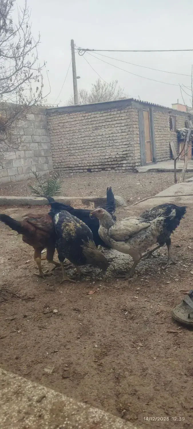 فروش 6 عدد مرغ و خوروس لاری|حیوانات مزرعه|شیروان (خراسان), |دیوار