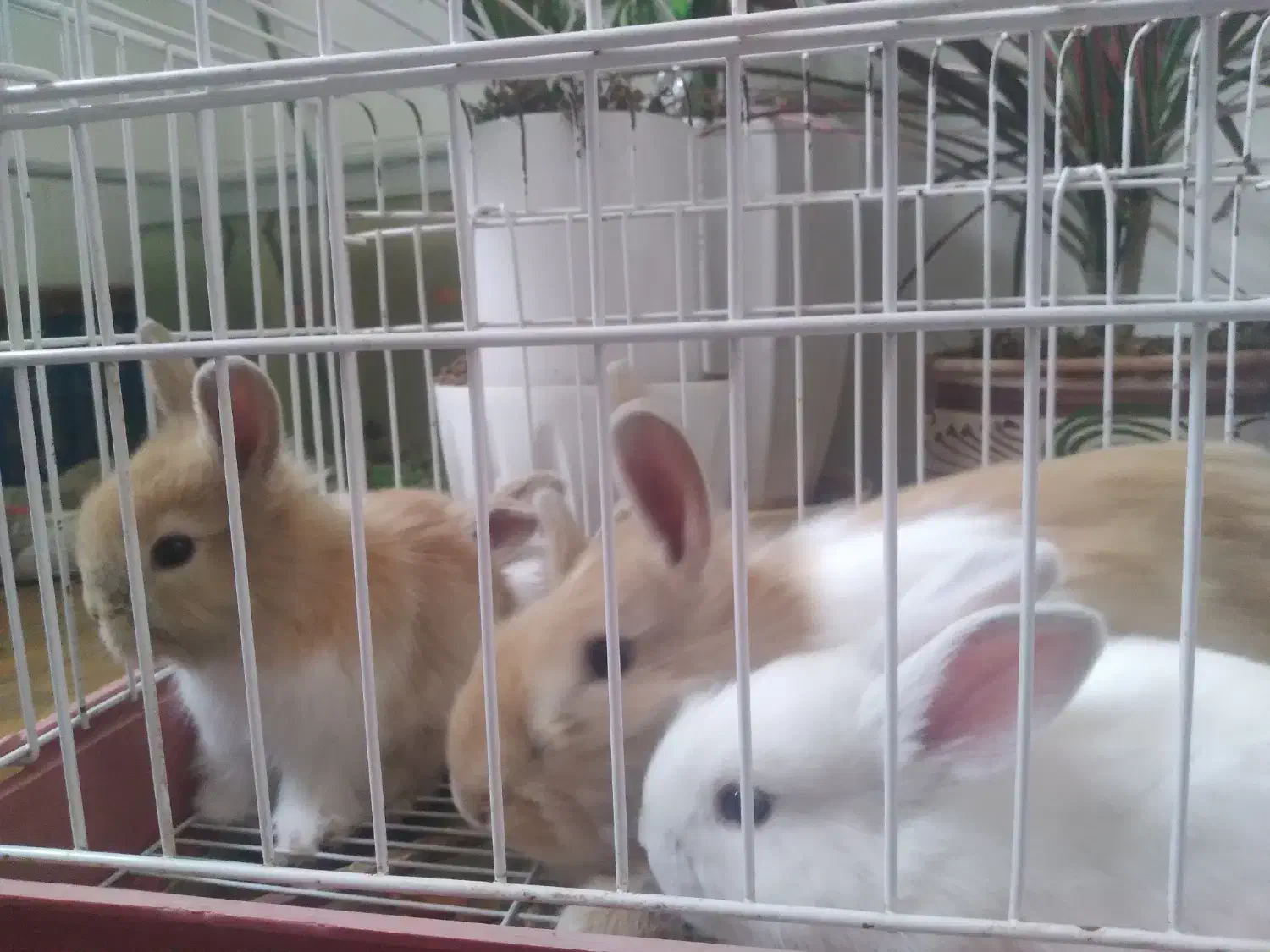 بچه خرگوش های ناز و بازیگوش|موش و خرگوش|قم, چهار مردان|دیوار