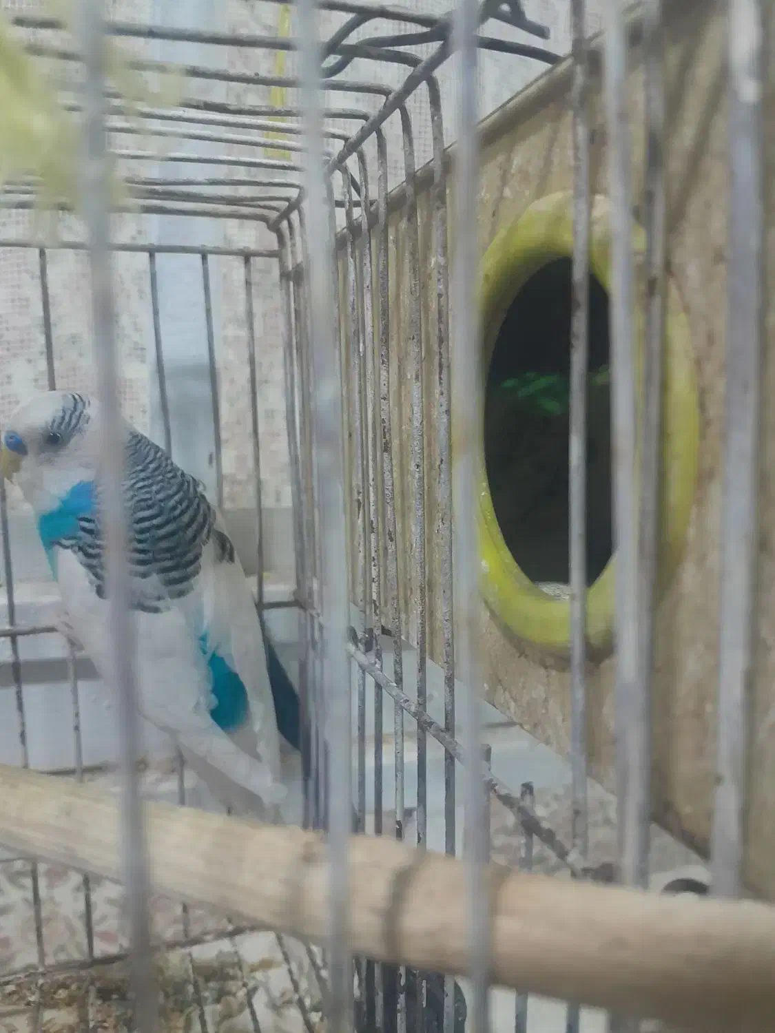 جفت مرغ عشق مولد|پرنده|شوش, |دیوار