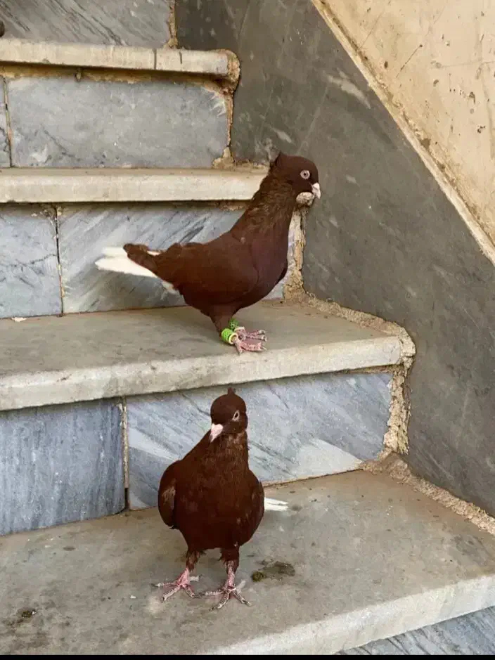 زردسرخ ا س ی ن م|پرنده|سقز, |دیوار