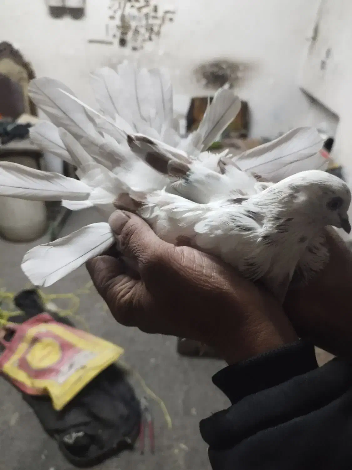 کفتراصفهانیبازیکن|پرنده|خمینیشهر, |دیوار