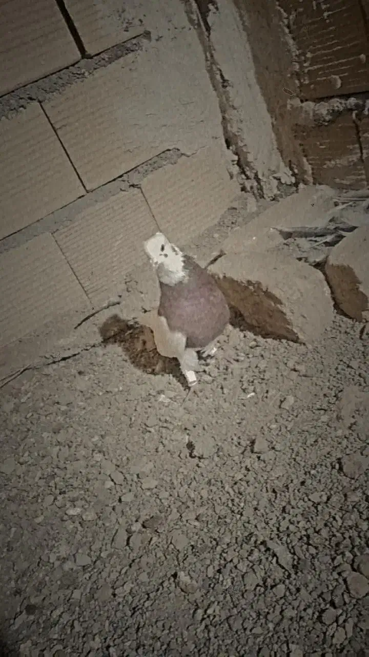 کفتر یا کبوتر طوقی|پرنده|الوند, |دیوار