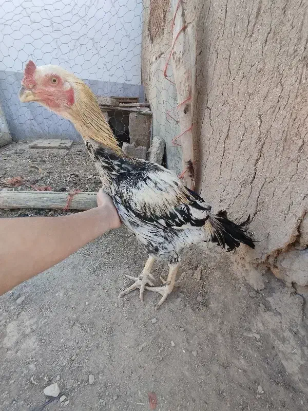 خروس لاری اصیل|حیوانات مزرعه|کبودرآهنگ, |دیوار