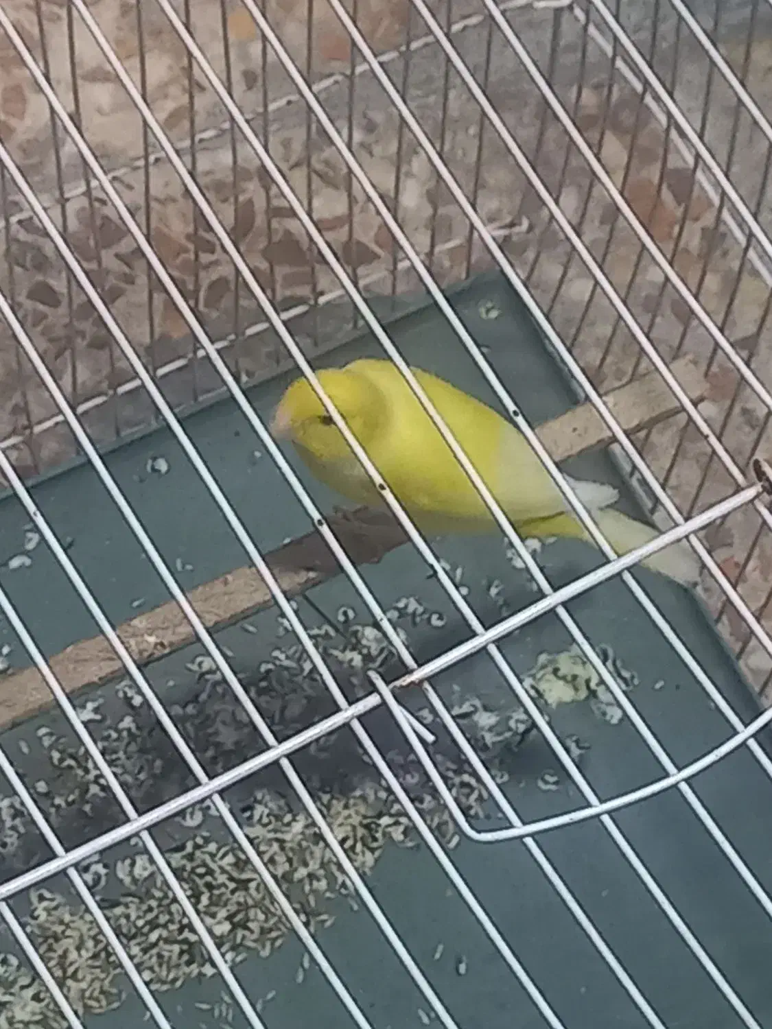 قناری جمله|پرنده|بندر ماهشهر, |دیوار