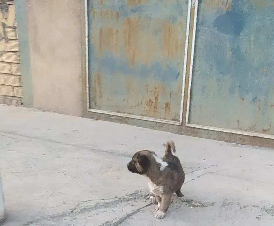 سگی|سگ|کرمانشاه, |دیوار