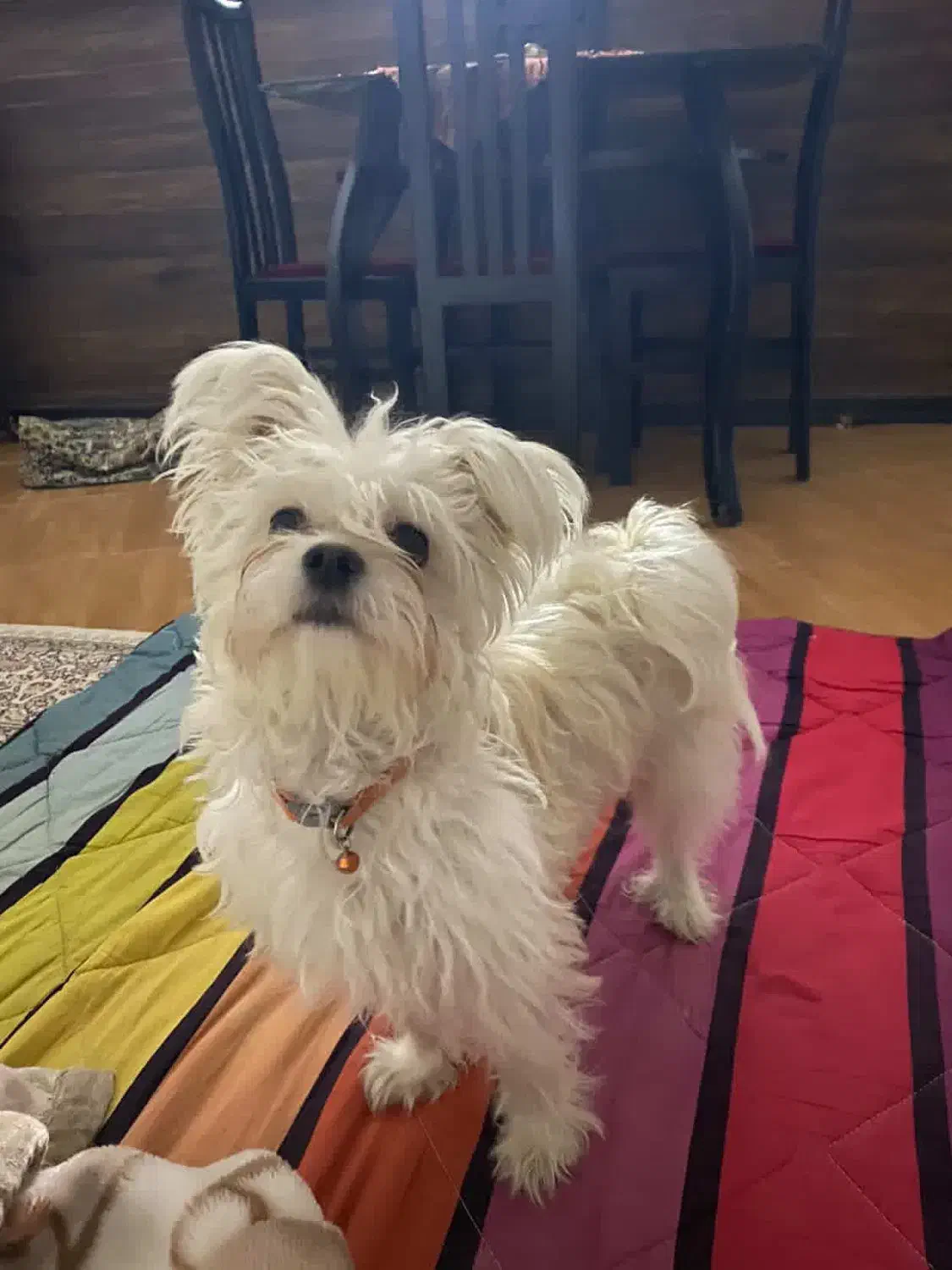 گمشده|حیوانات|مشهد, بهاران|دیوار