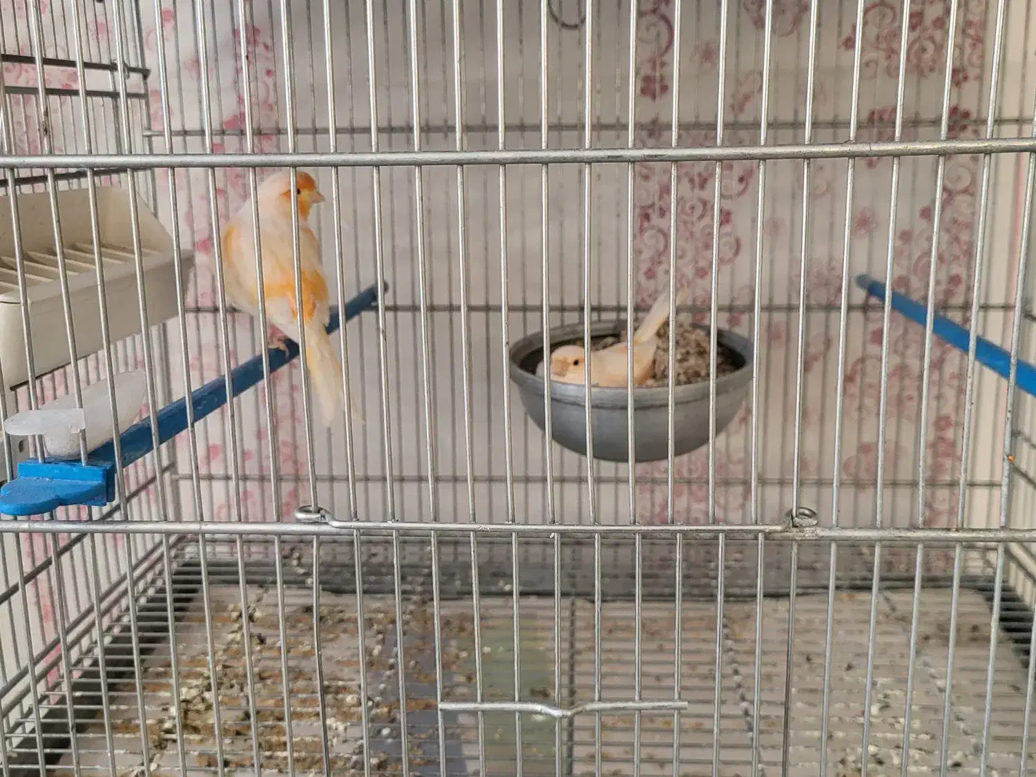 قناری|پرنده|اراک, |دیوار