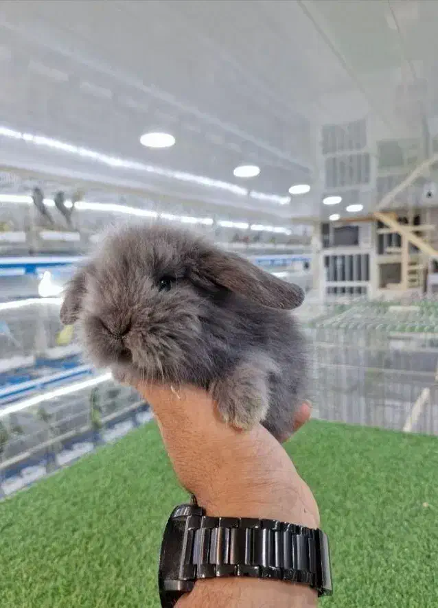 پایگاه پخش خرگوش مینییاتوریو مینیلوپ واکسن زده|موش و خرگوش|اصفهان, خانه اصفهان|دیوار