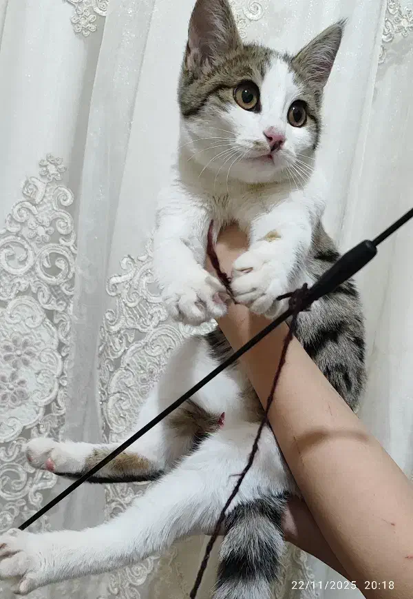 واگذاری گربه|گربه|قزوین, |دیوار