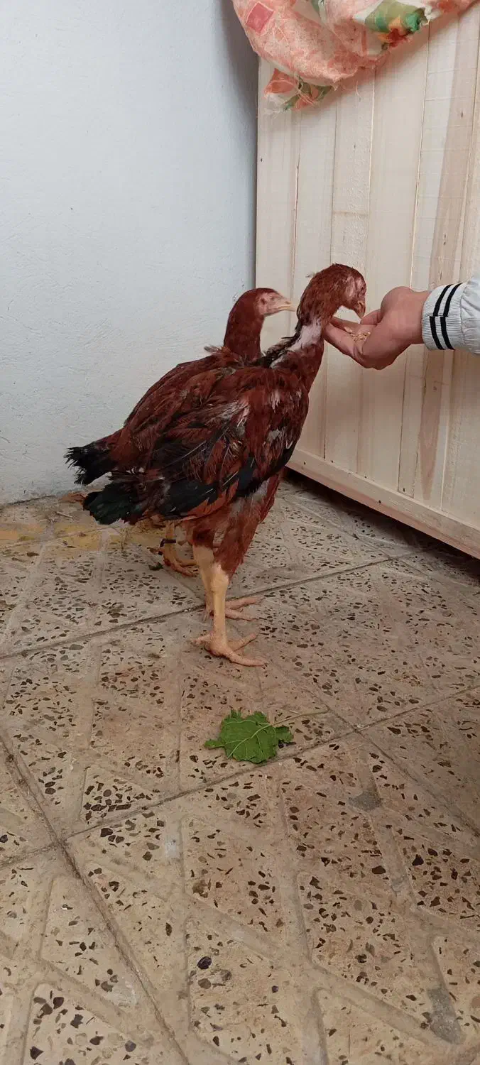 جوجه لاری|حیوانات مزرعه|ایلام, |دیوار