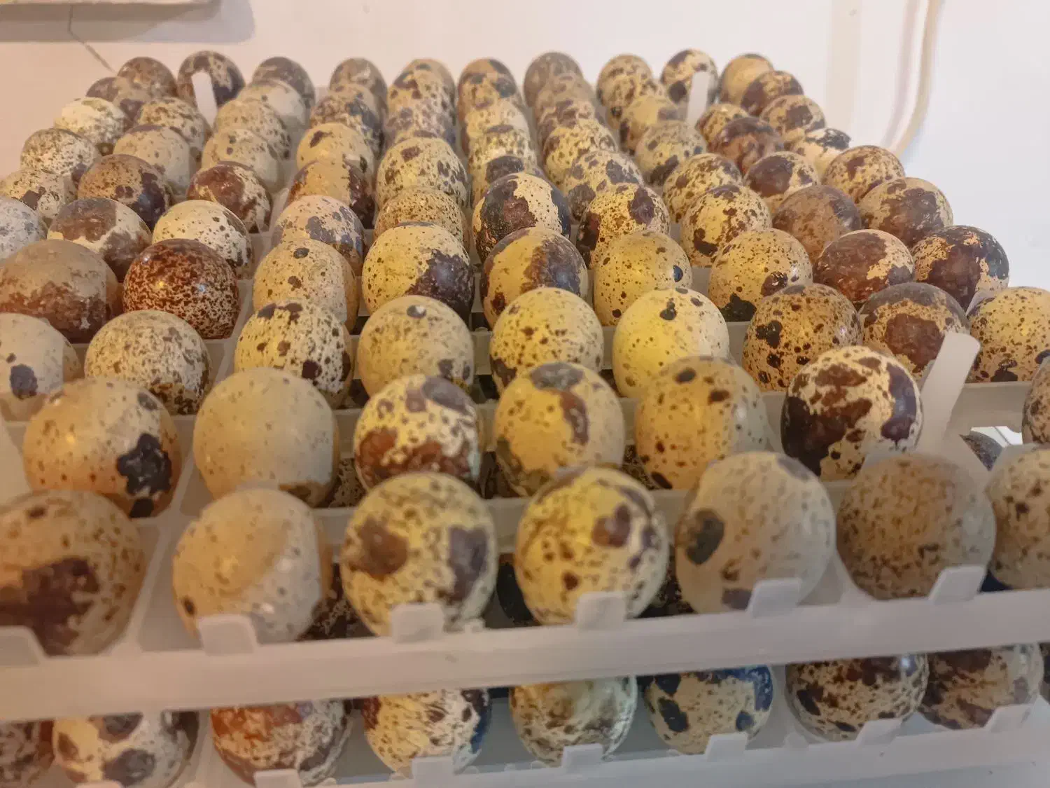 تخم نطفه دار بلدرچین از نوع سنگین وزن ضمانتی|حیوانات مزرعه|نیمروز, |دیوار