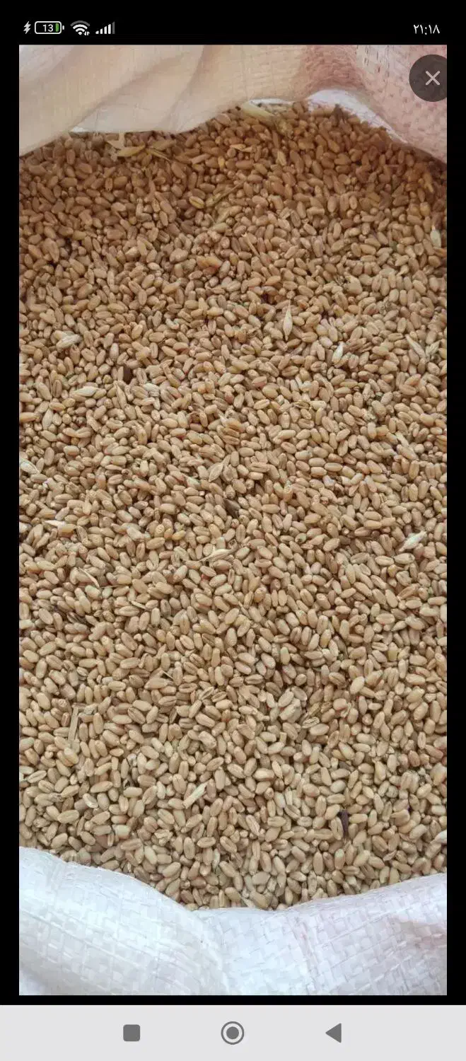 گندم|لوازم جانبی حیوانات|رامیان, |دیوار