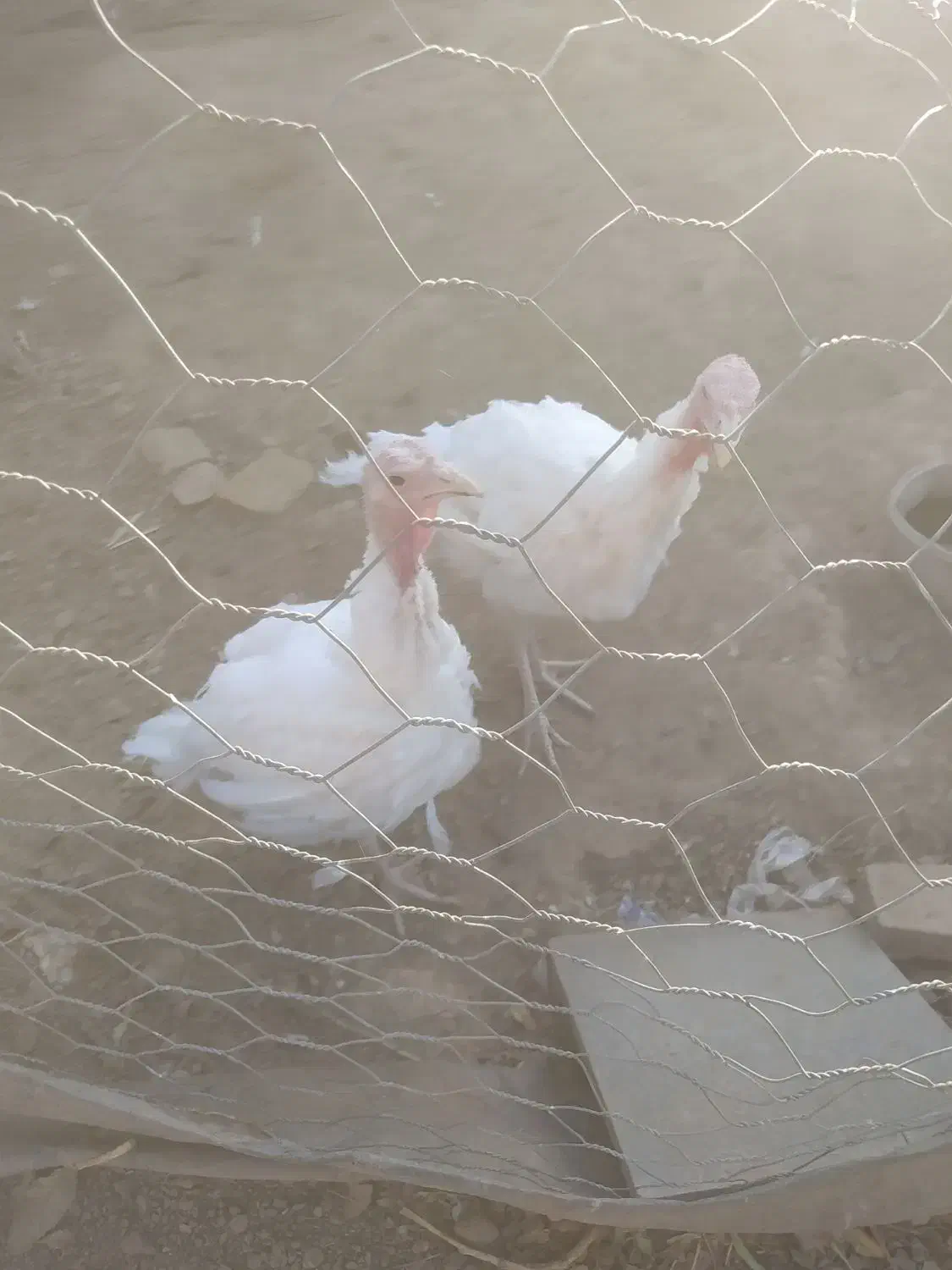 یک جف بوقلمون|حیوانات مزرعه|سبزوار, قصبه شرقی|دیوار