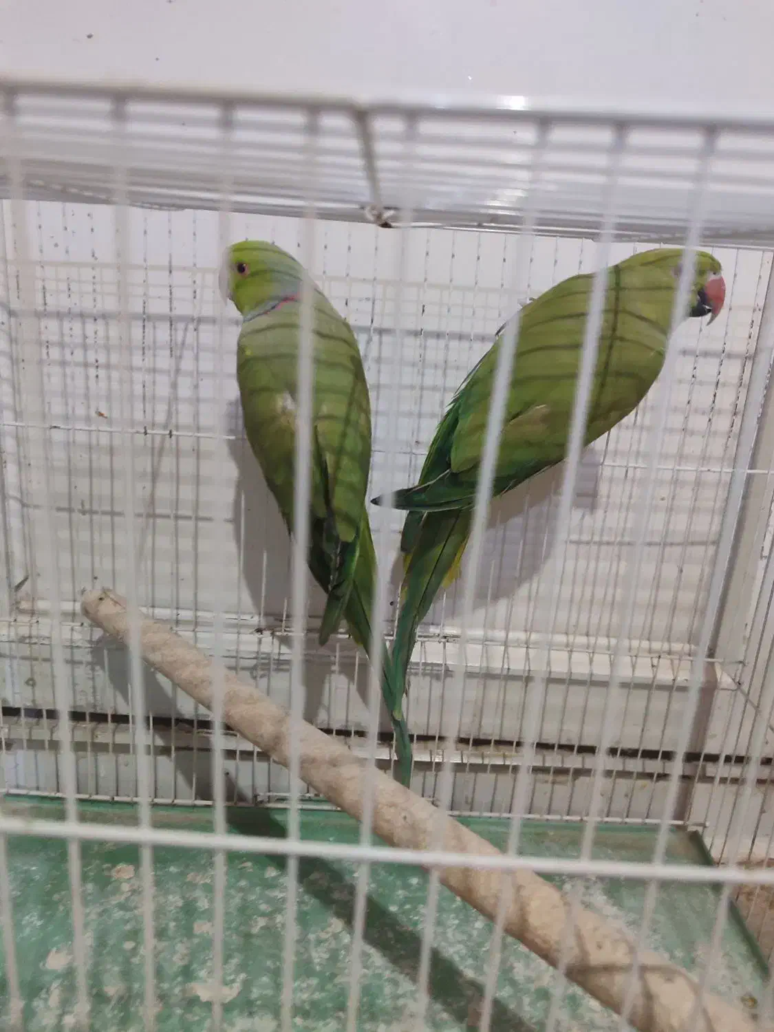 طوطی ملنگو|پرنده|چابهار, |دیوار