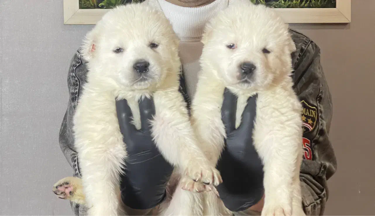 سگ آلابای ماده یک عدد|سگ|تهران, آجودانیه|دیوار