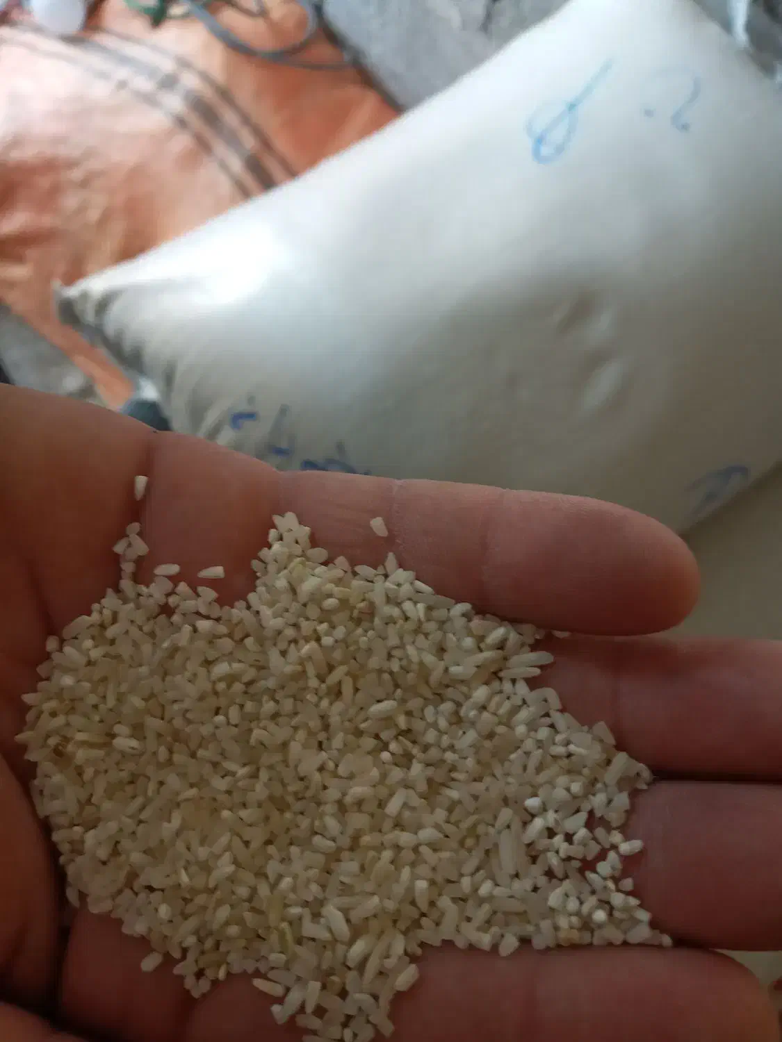 فروش برنج هاشمی نیم دانه|خوردنی و آشامیدنی|توتکابن, |دیوار