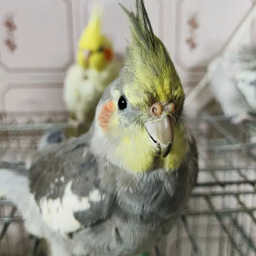 عروس هلندی گمشده کوی پاسداران گلشن سوم|حیوانات|خرمآباد, |دیوار