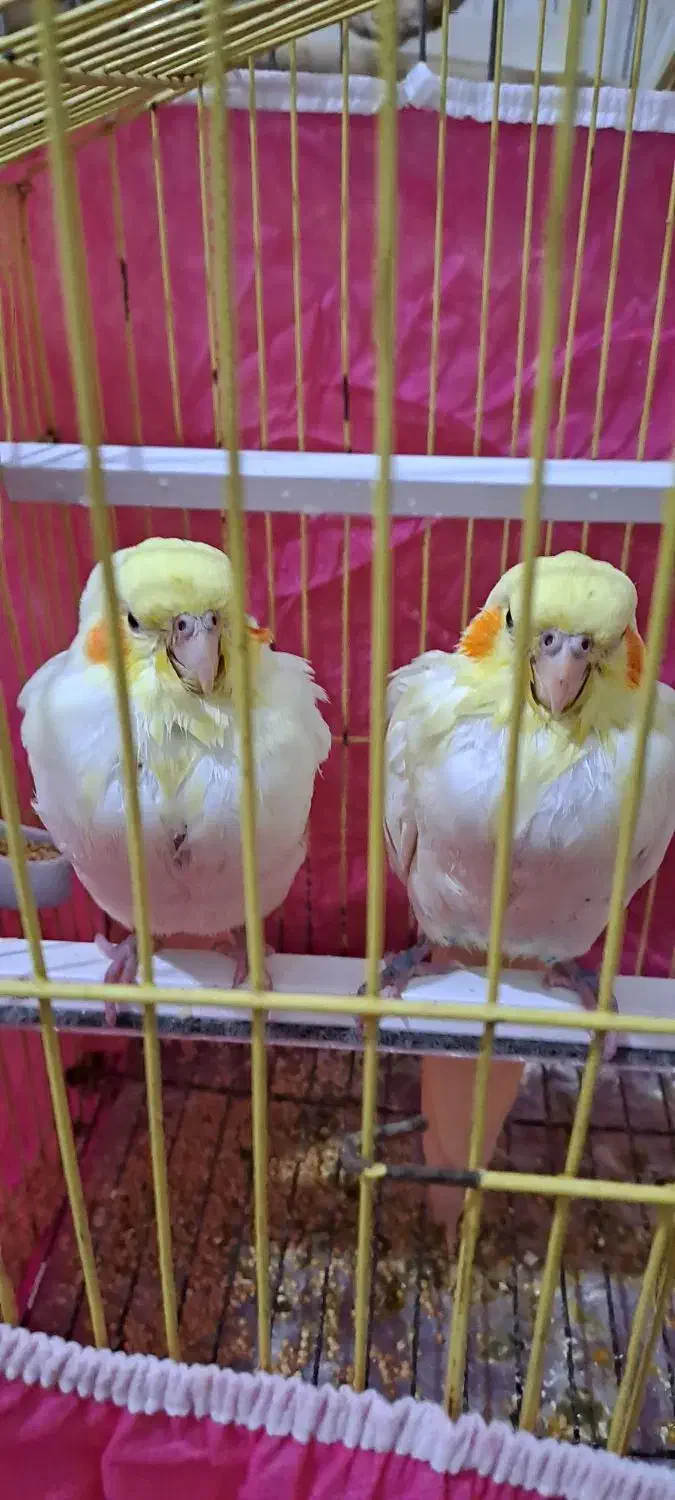 عروس هلندی|پرنده|دهلران, |دیوار