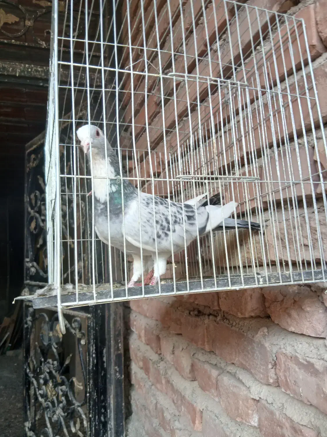 جفت سبزوبدرنگ پلنگ رگ وریشه دار|پرنده|دهج, |دیوار