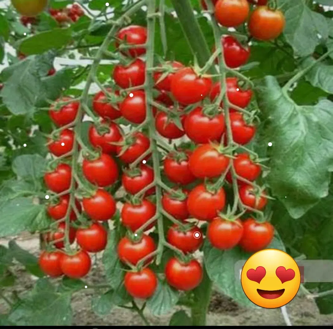 گوجه گیلاسی|خوردنی و آشامیدنی|زیباشهر, |دیوار