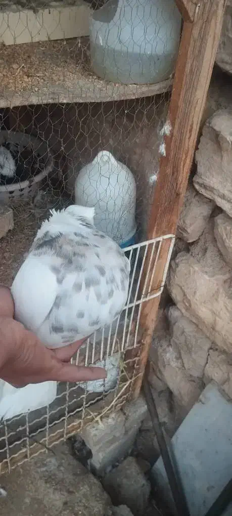 ساعت و ک ب و ت ر|ساعت|ایذه, |دیوار