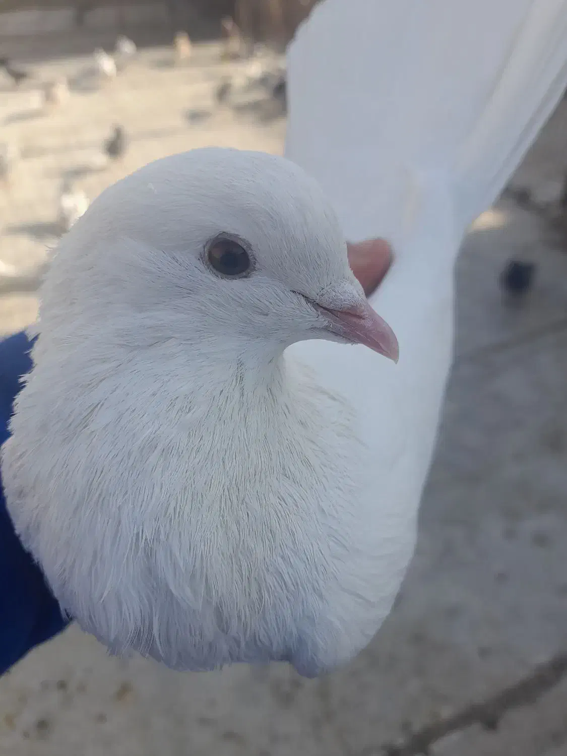 کفتر|پرنده|نظرآباد, رسالت|دیوار