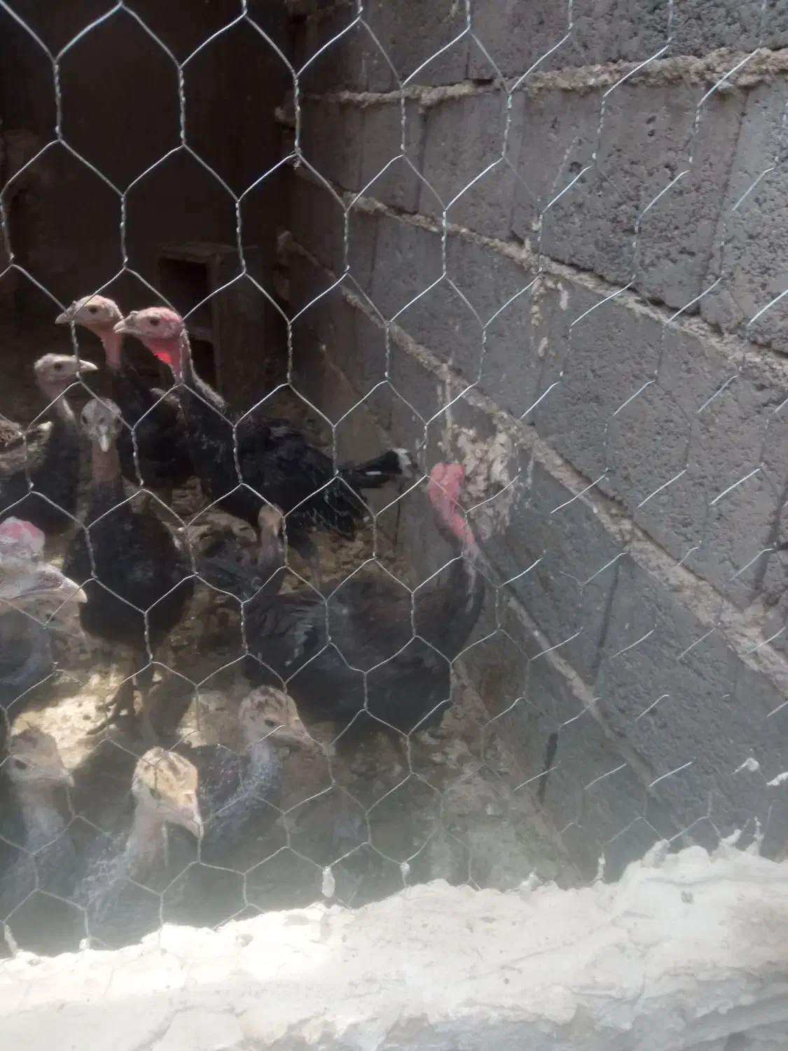 بوقلمون ۶ ماهه معاوضه با دستگاه جوجه کشی|حیوانات مزرعه|رشتخوار, |دیوار