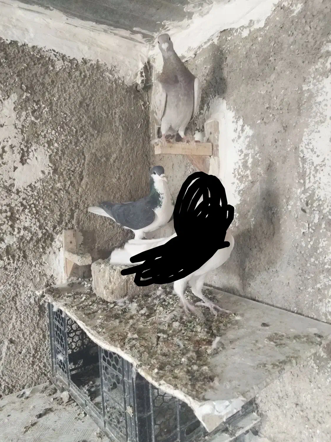 پلاکی و شهری|پرنده|شیراز, کوشک میدان|دیوار