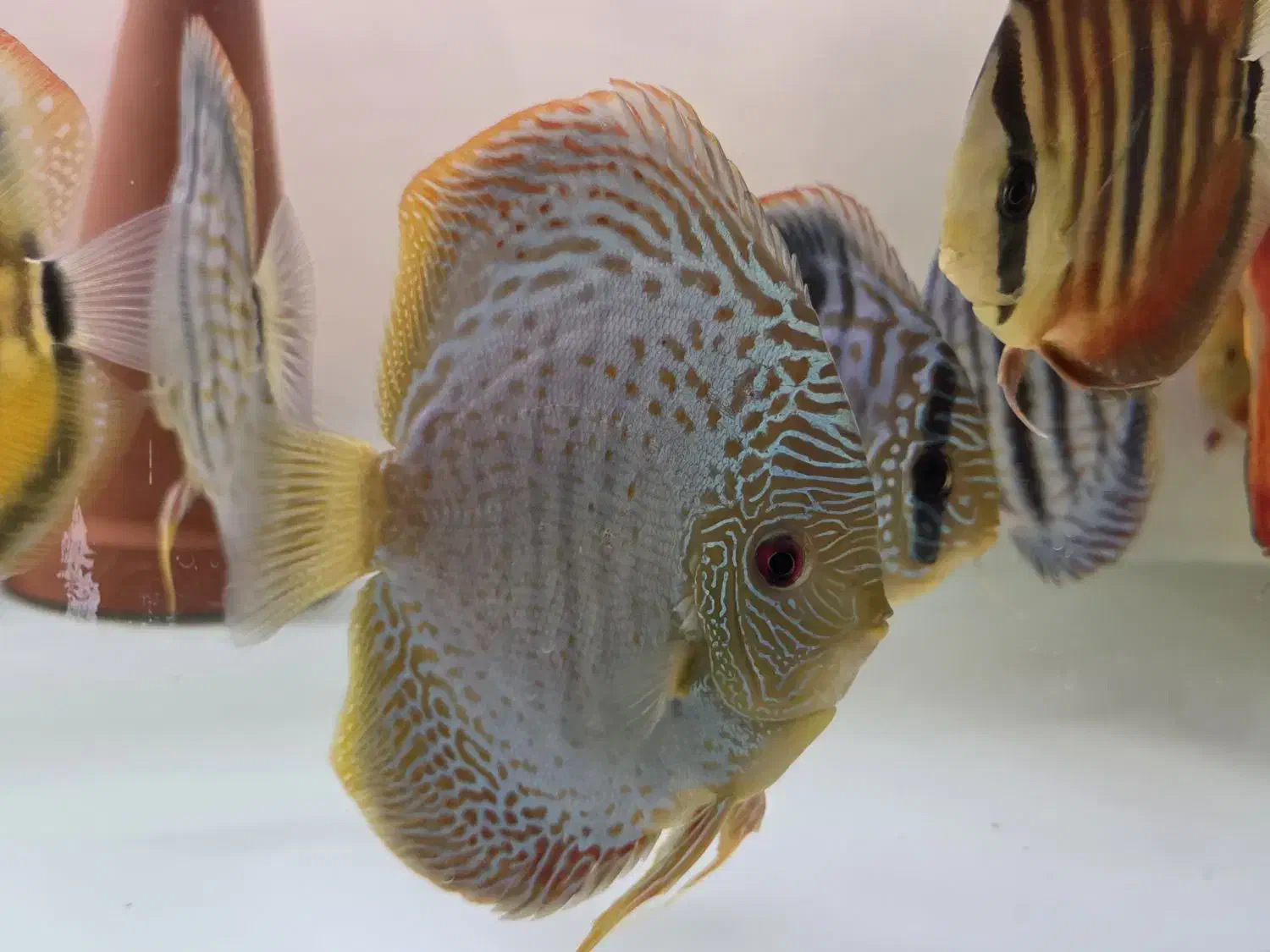 ماهی دیسکس کلکسیونی|ماهی|تهران, شهرک رضویه|دیوار