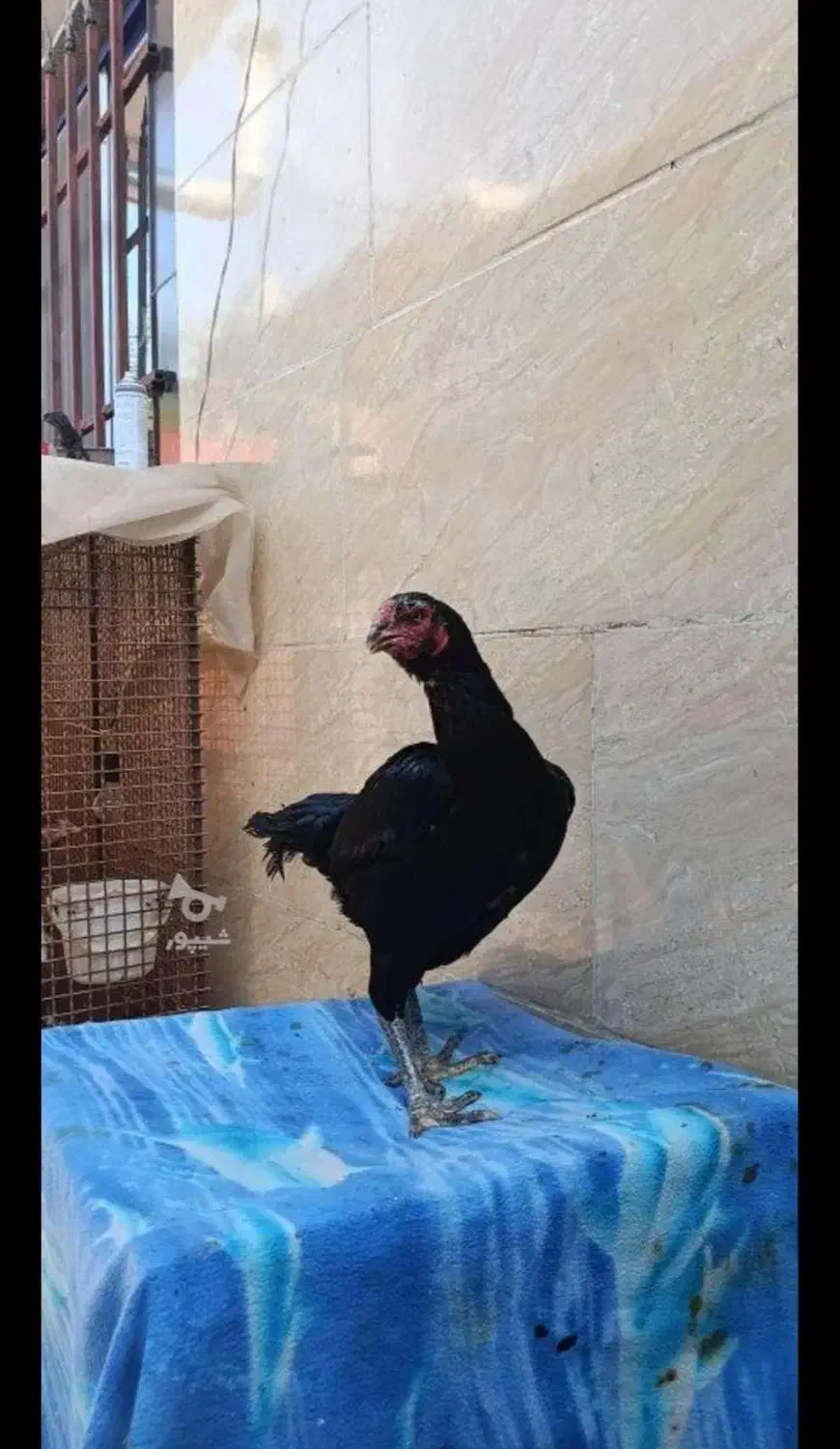 فروش لاری تاجمهر|حیوانات مزرعه|رستمآباد, |دیوار