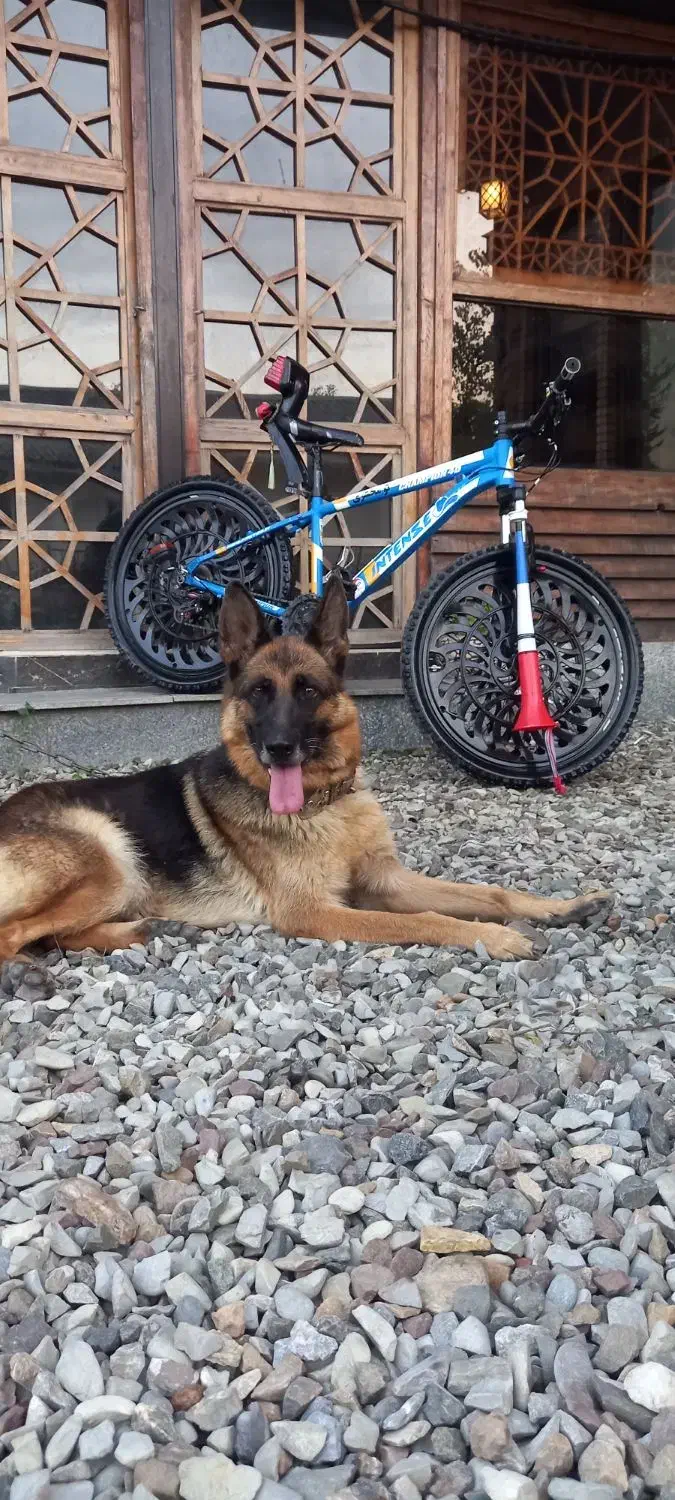 سگ ژرمن|سگ|طاهرگوراب, |دیوار