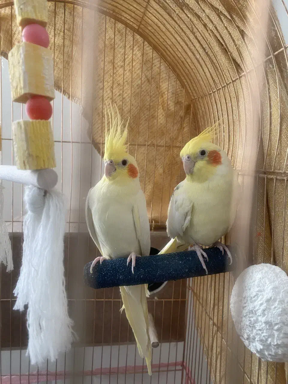 عروس هلندی درشت|پرنده|تهران, شهرک چیتگر|دیوار