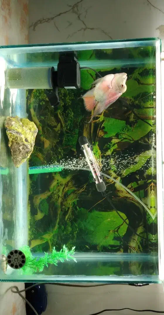 فروش ماهی فلاور باکس نر|ماهی|رامهرمز, |دیوار