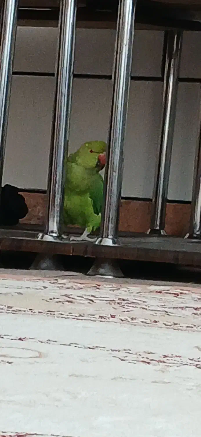 طوطی ملنگو|پرنده|شهرکرد, |دیوار