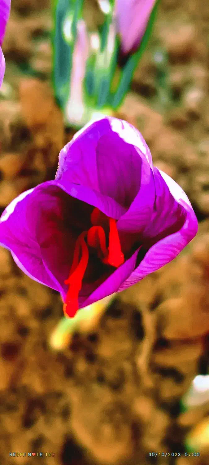 فروش فیش حج تمتع امسال|تور و چارتر|سلیمان, |دیوار