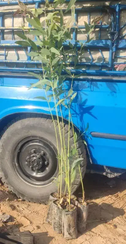 نهال اکالیپتوس|خدمات باغبانی و درختکاری|کاشان, دانشگاه کاشان|دیوار