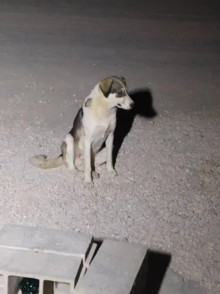 سگ  دورگه هاسکی و بومی|سگ|شیراز, بریجستون|دیوار