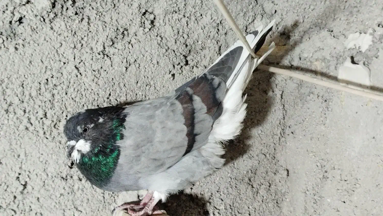 5تاکبوتر گرفتنی ناشی|پرنده|خرمآباد, |دیوار