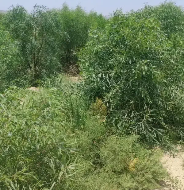 درخت آکاسیا یا بیدسیاه مهندس ذبیحی|گل و گیاه طبیعی|پاکدشت, پاکدشت (مامازند)|دیوار