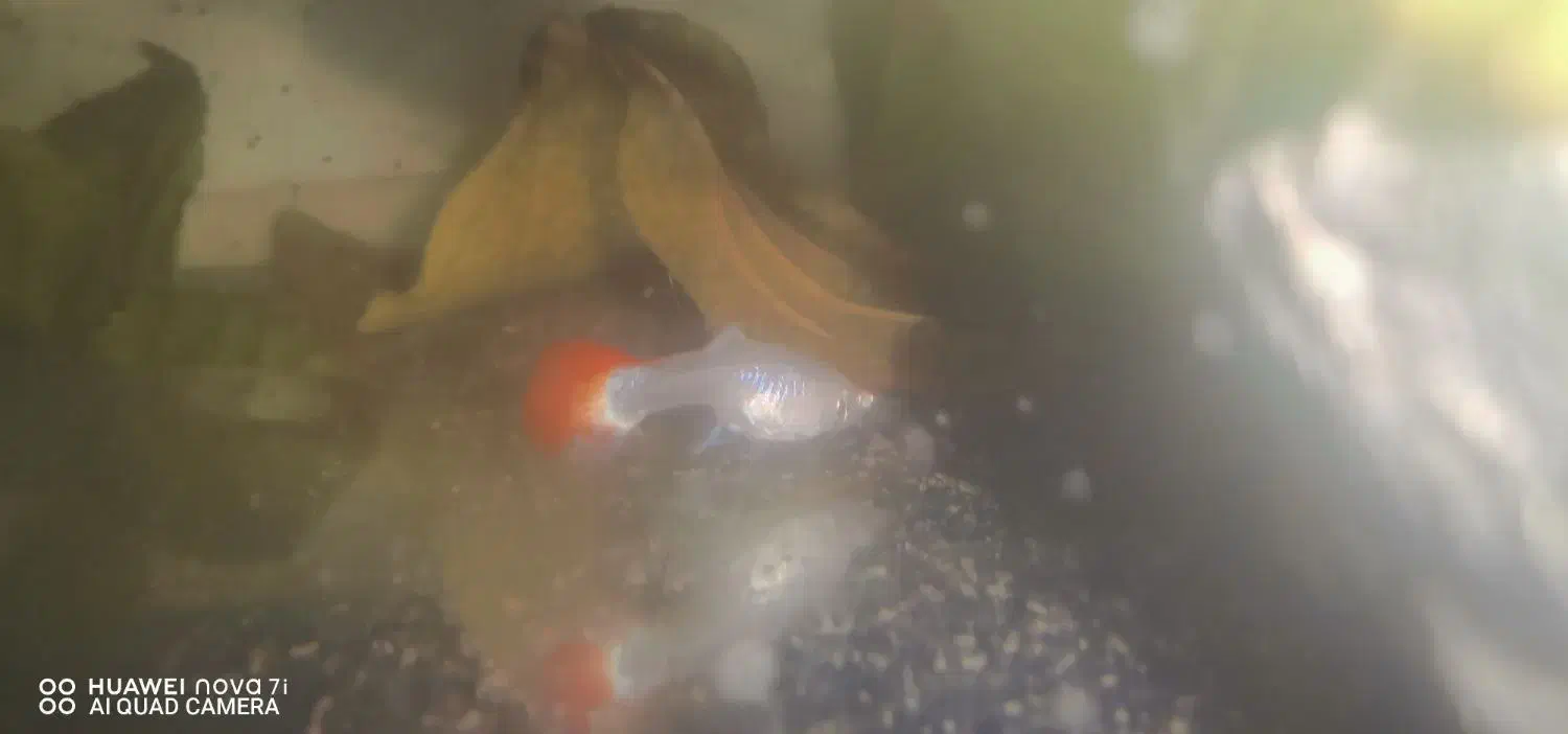 30 تابچه گوپی چندنژاد|ماهی|سبزوار, قصبه شرقی|دیوار