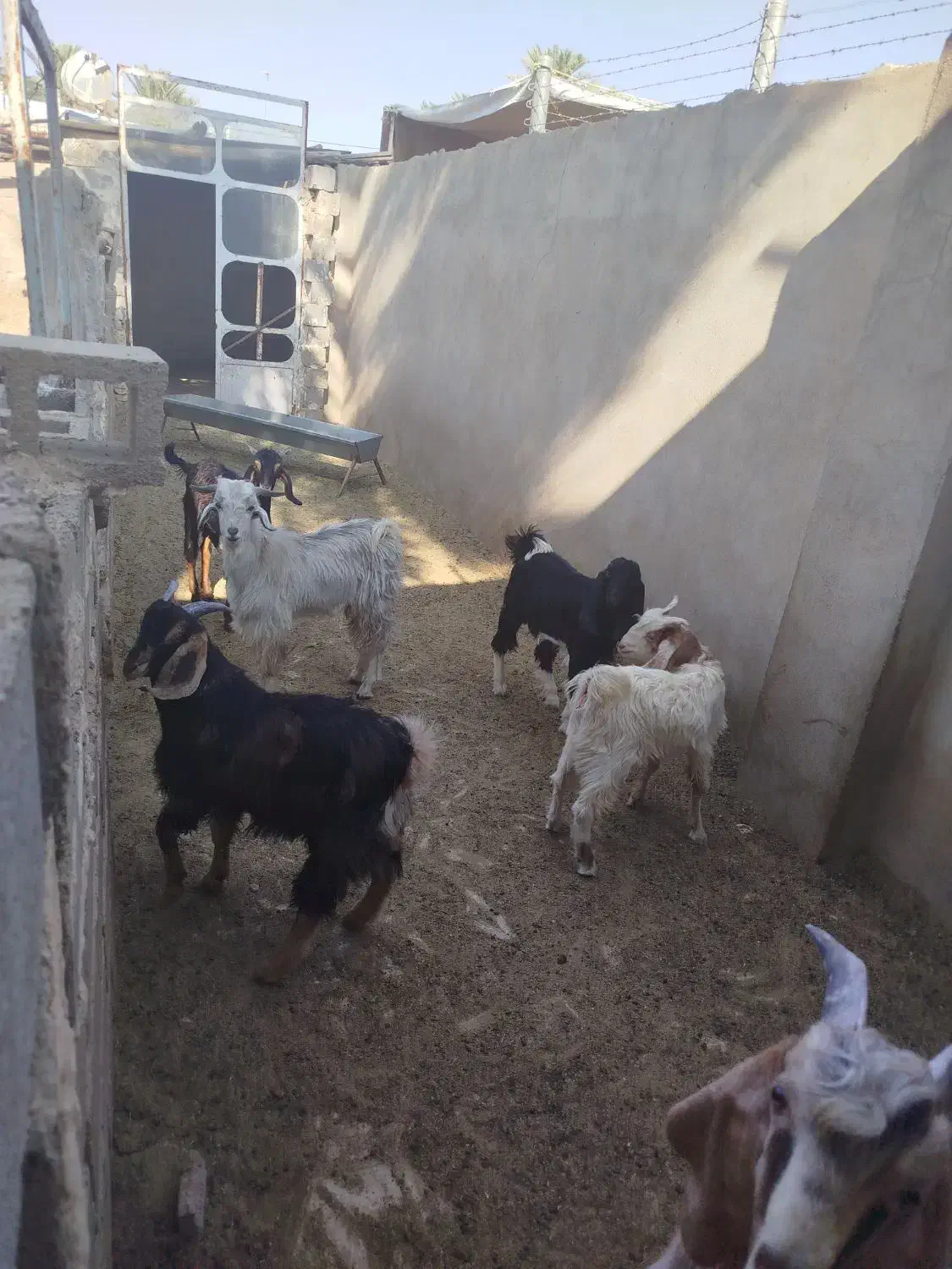 بز کهره دار بره میش کهره چاق|حیوانات مزرعه|جهرم, |دیوار