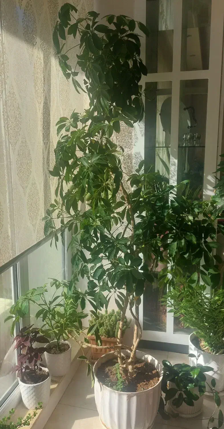 گل بزرگ شفلرا (در تبریز)|گل و گیاه طبیعی|صوفیان, |دیوار