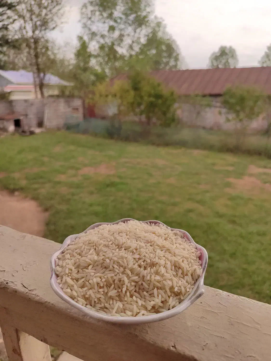 برنج درشت لاشه و نیم دانه هاشمی مستقیم از کشاورز|خوردنی و آشامیدنی|سنگر, |دیوار