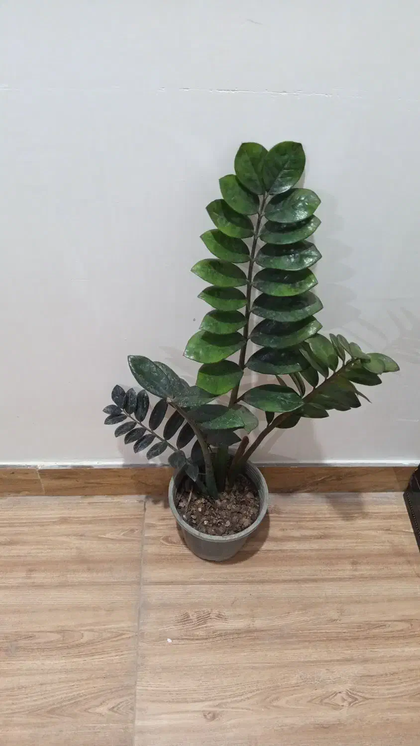 زاموفیلیا  بلک|گل و گیاه طبیعی|رشت, پل تالشان|دیوار