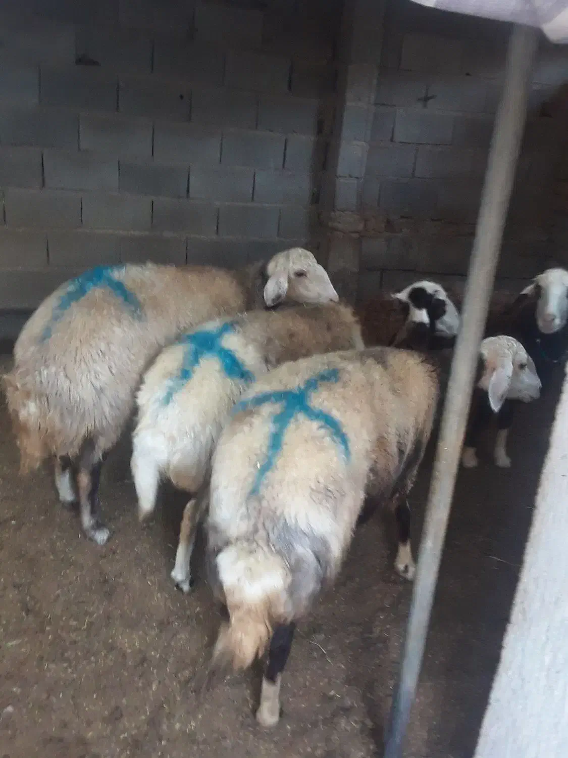 گوسفند وبره وبز خوب|حیوانات مزرعه|گنبد کاووس, |دیوار