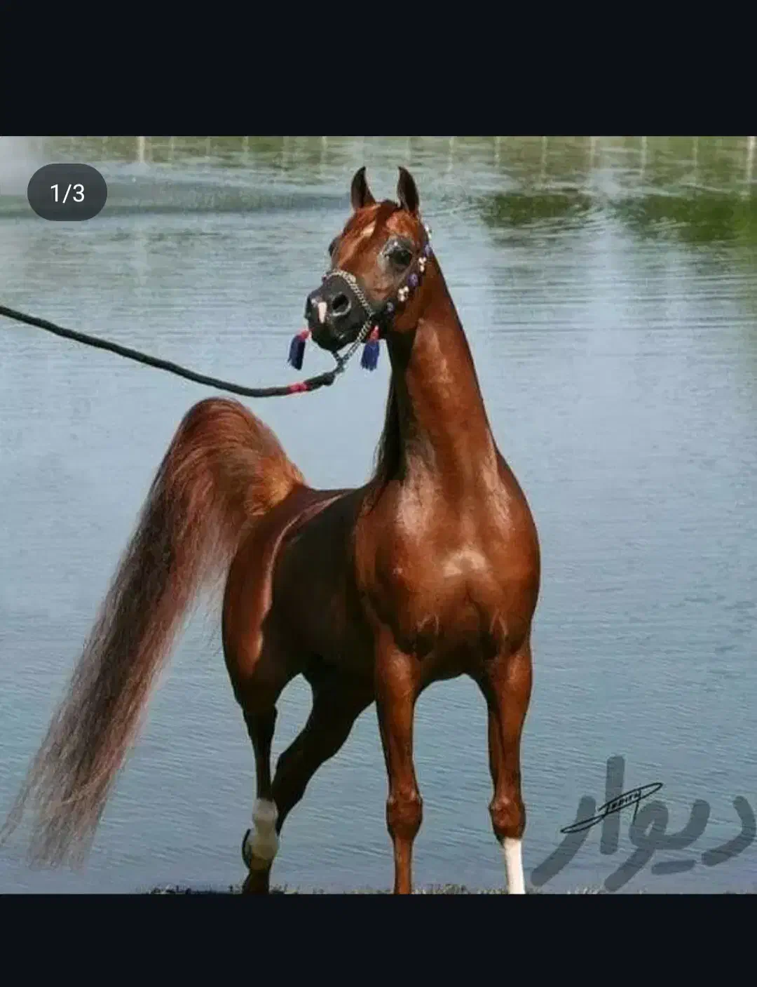 اسب خرید فروش معاوضه|اسب و تجهیزات اسبسواری|همدان, |دیوار